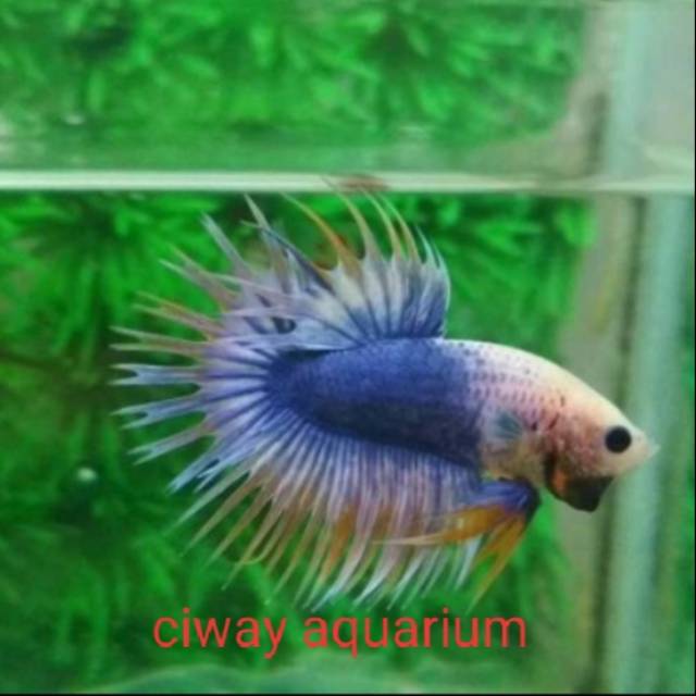 Ikan cupang jantan crowtail serit size S+ kombinasi ikan hias percantik aquarium murah grosir ecer