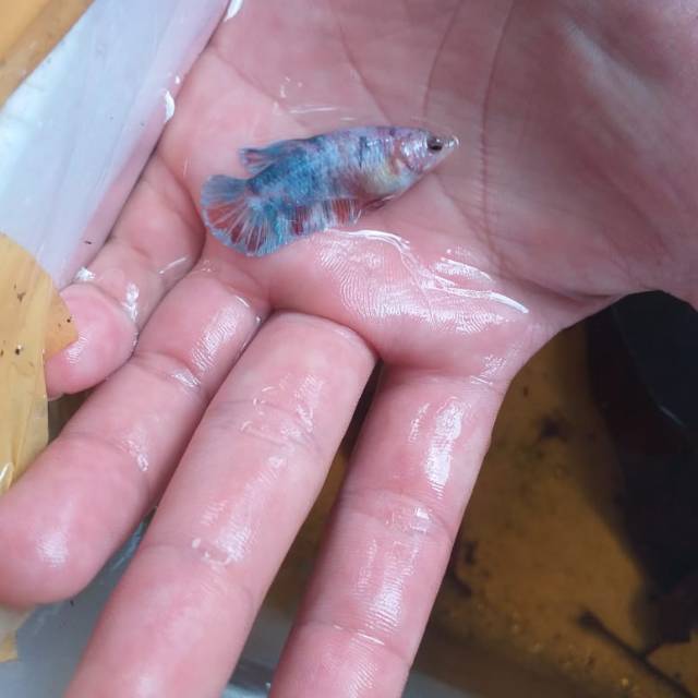 CUPANG KOI GALAXY