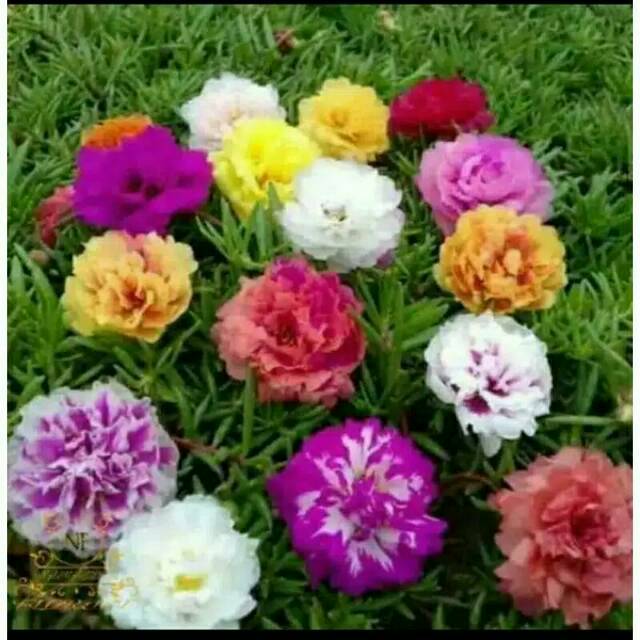 Jual krokot 50 stek bunga krokot tumpuk mossrose taman perlengkapan ...