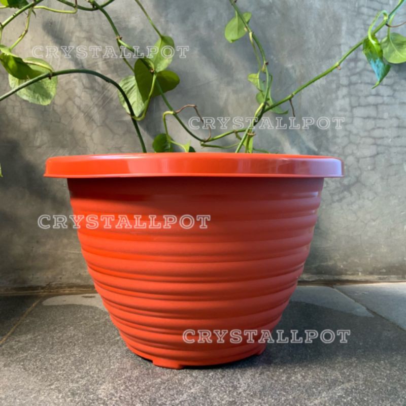 Pot bunga tanaman tawon merah bata kuping 22cm - BEE 223 merah bata