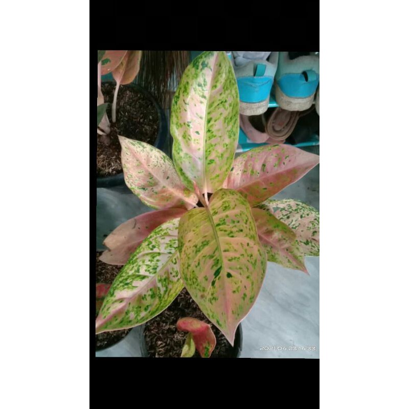 PROMO//Tanaman hias big roy mutasi-Tanaman hias-Aglonema big roy mutasi-Aglonema-Big roy mutasi
