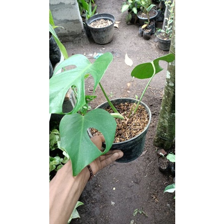 MONSTERA KING 3 DAUN