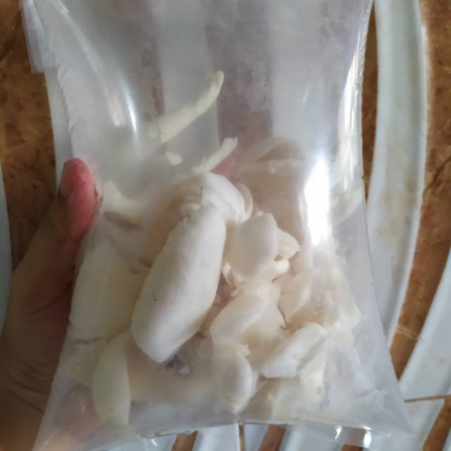 

Jamur tiram