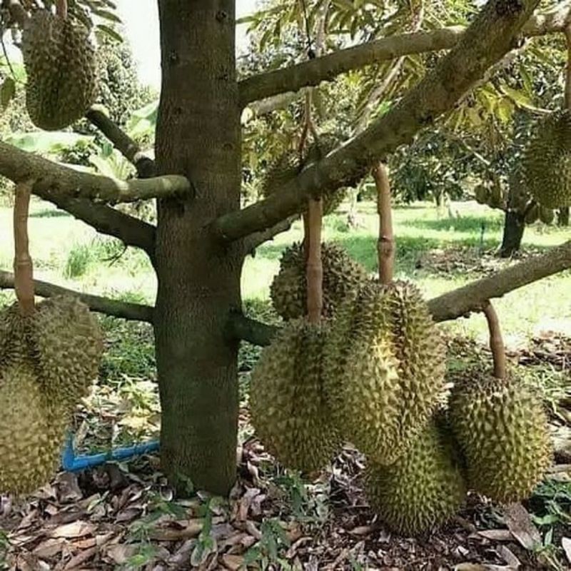 

Bibit Durian Bawor original hasil sambung/okulasi cepet berbuah (WISATA FLORA)