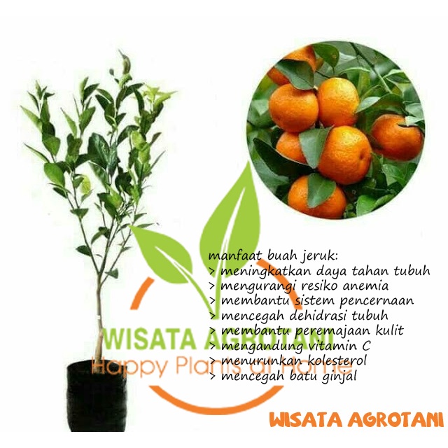 Bibit Santang Madu Okulasi/ Bibit Buah Jeruk Santang Madu Jeruk Manis/ Batang Pohon Besar Siap Berbu