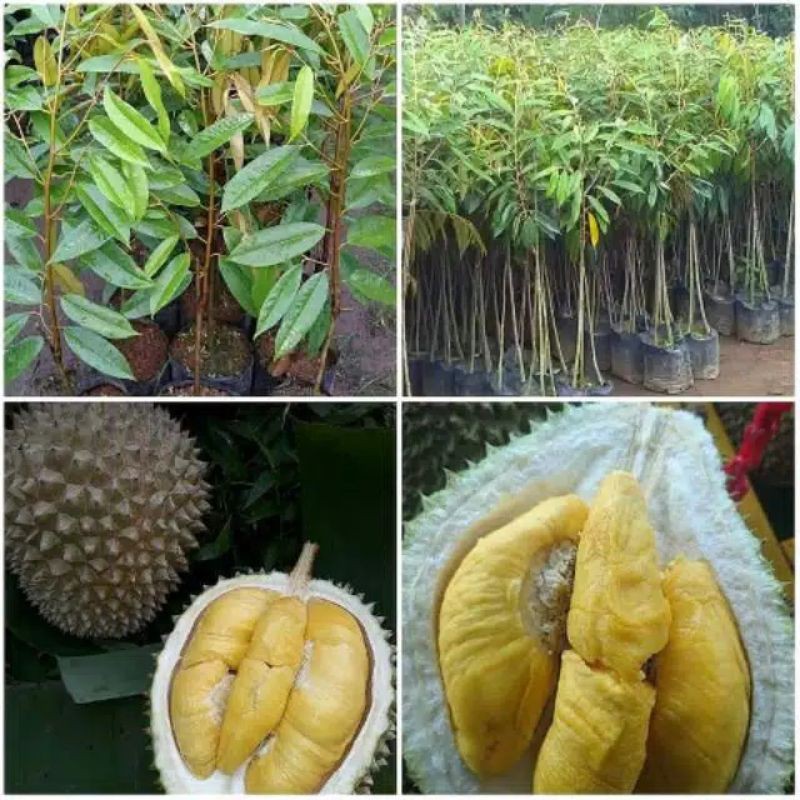 3bibit durian gundul