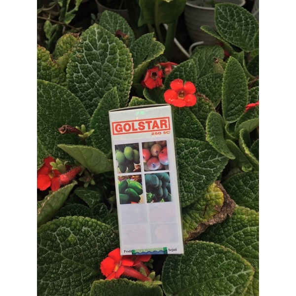 Pupuk Mempercepat Buah Golstar