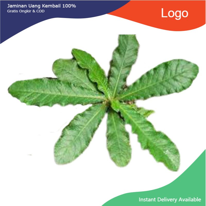 

Promo Daun tapakliman / tapak liman 500gram basah segar siap petik
