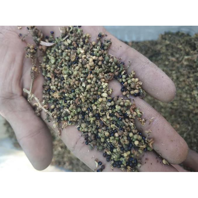 #_# 1 Ons Benih Biji Pohon Kayu Cendana Ntt Wangi Kk1