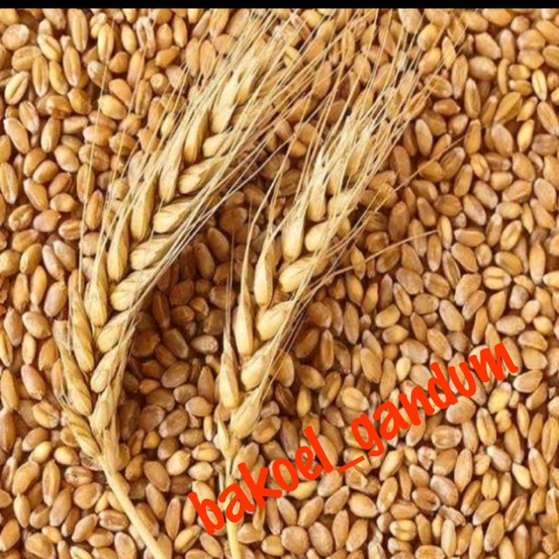 

biji gandum terbaik kualitas import