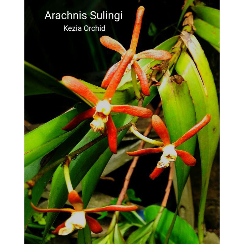 Anggrek Vanda spesies Langka ARMODORUM SULINGI (dewasa)