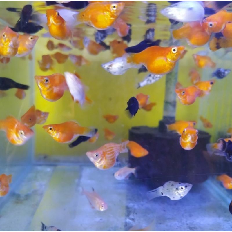 ikan molly pakan predator / pakan kura-kura