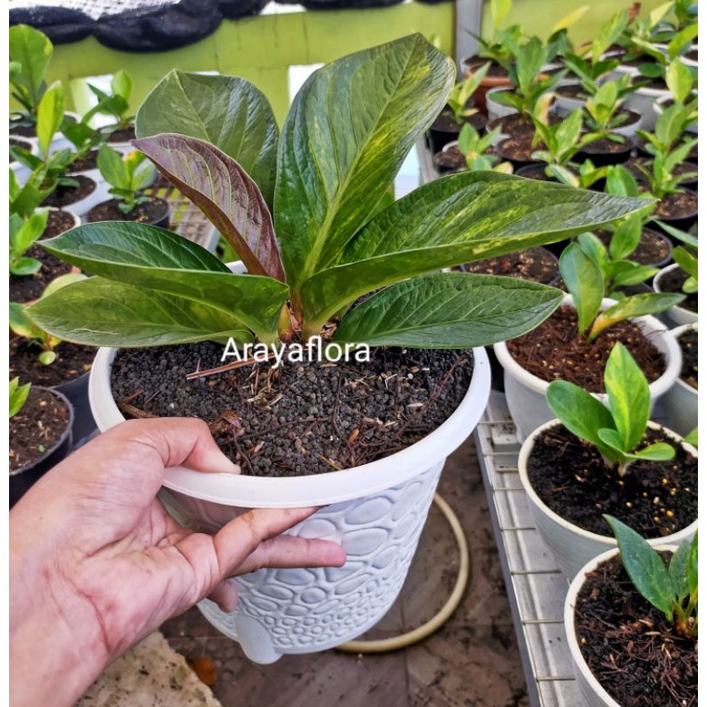 anthurium jemani mangkok tornado varigata