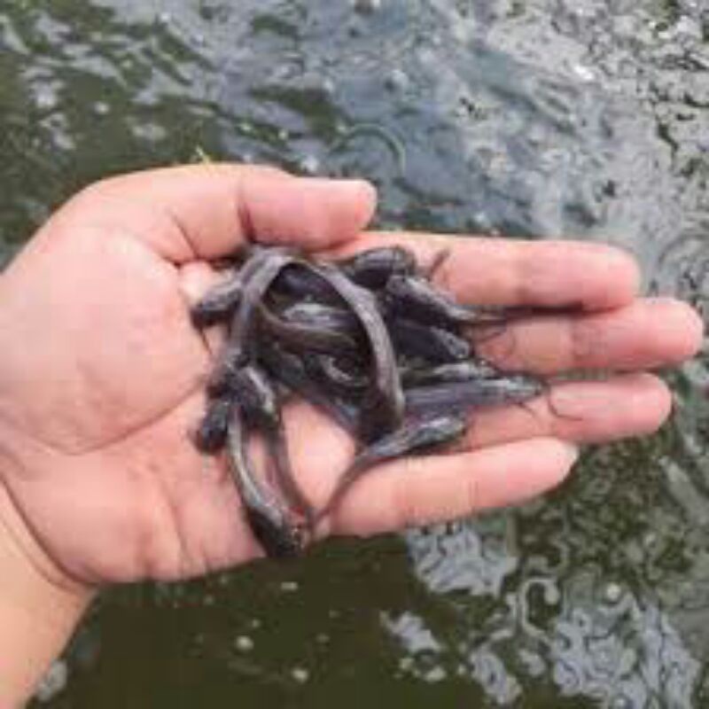 bibit lele Sangkuriang ukuran 7cm