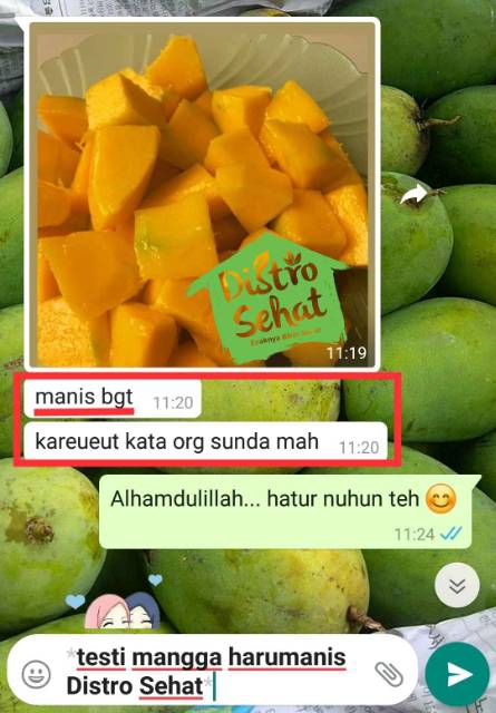 

Mangga Harumanis Tua pohon pol, maniss kareueut