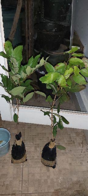 Bibit Tanaman Rambutan Gading Kuning