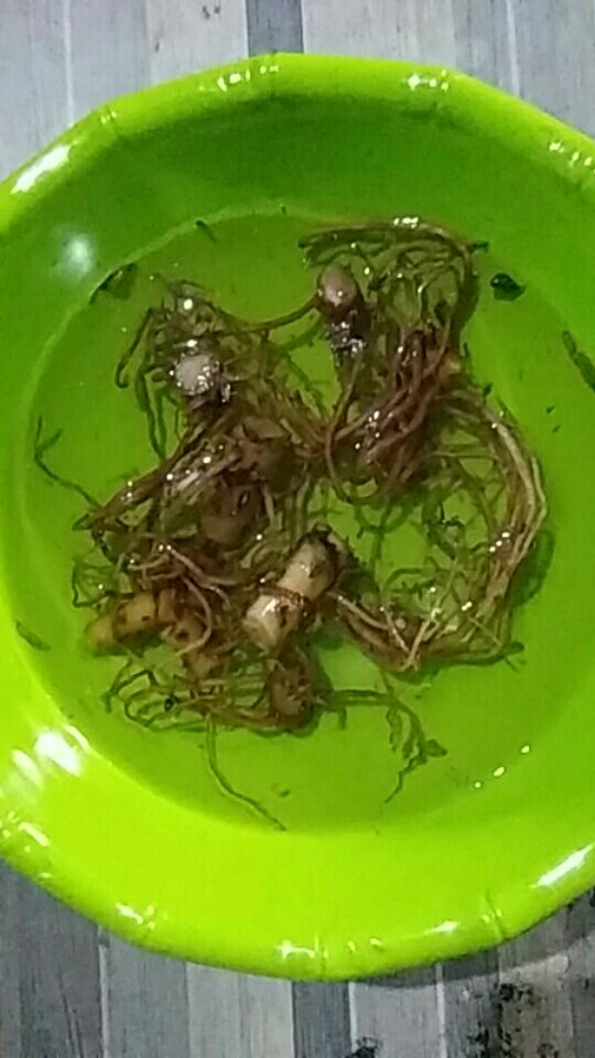 Promo Paket 5 Bonggol Aglonema,red Anjamani,red Heart,widuri,super White,dud Anjamani