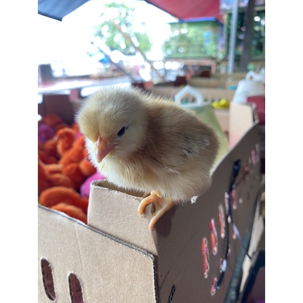 doc anak ayam petelur