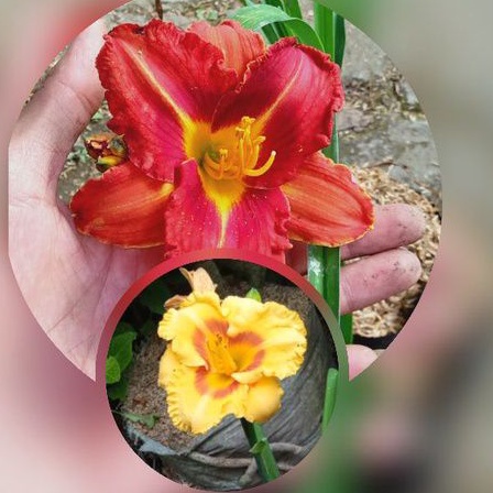 tanaman hias lily BANGKOK/lily batik/lily batik merah /day lily/red lily