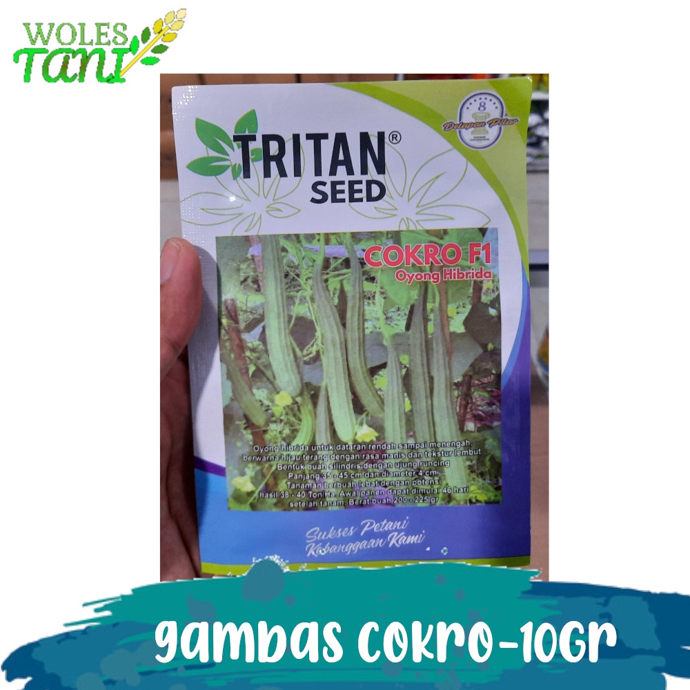 Benih Gambas Cokro F1 10 Gram Pengganti Gambas Prima Gambas AnggunTavi