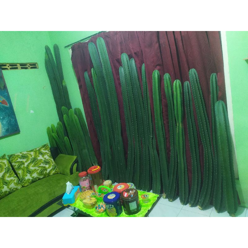 kaktus koboi tinggi 2-3 meter