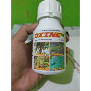 Obat Patek/Antraknosa Oxine