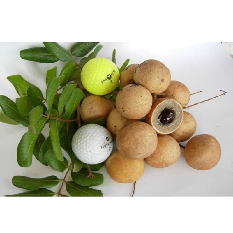 bibit kelengkeng pingpong | pohon kelengkeng pingpong