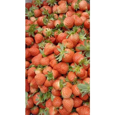 

strawberry stroberi. mencir. kelibright. california.