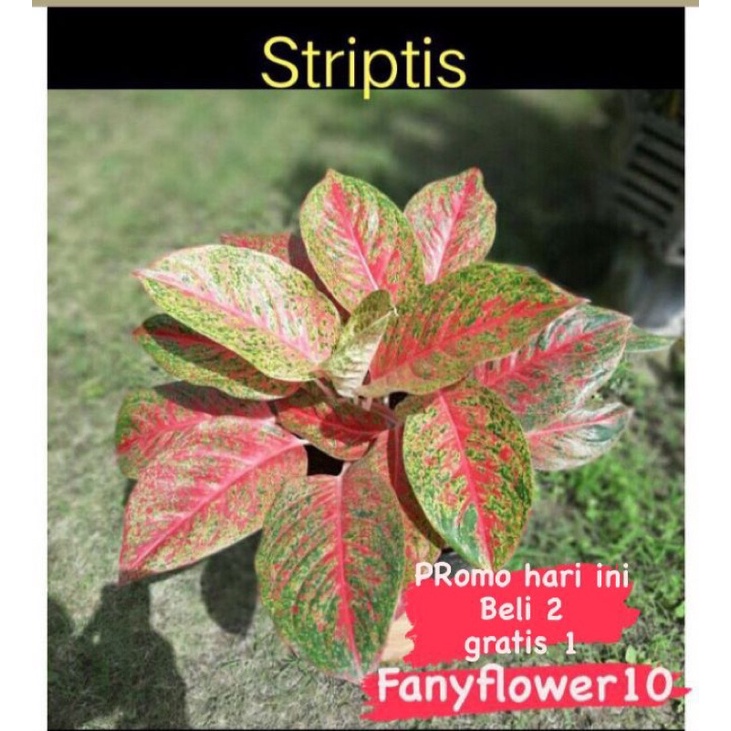 AGLONEMA  wulandari striptis