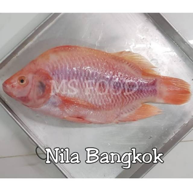 IKAN NILA BANGKOK BEKU SEGAR FRESH FROZEN TILAPIA KUALITAS EXPORT 1PAK ISI 2EKOR