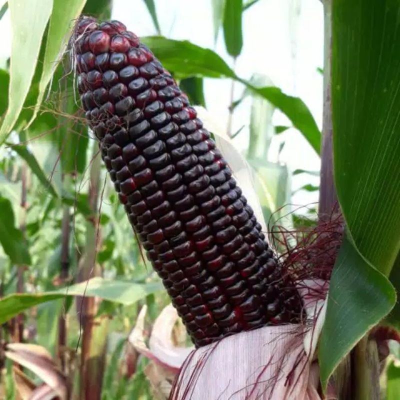 Benih Jagung Ungu F1 Pulut Jantan - Bibit Sayur