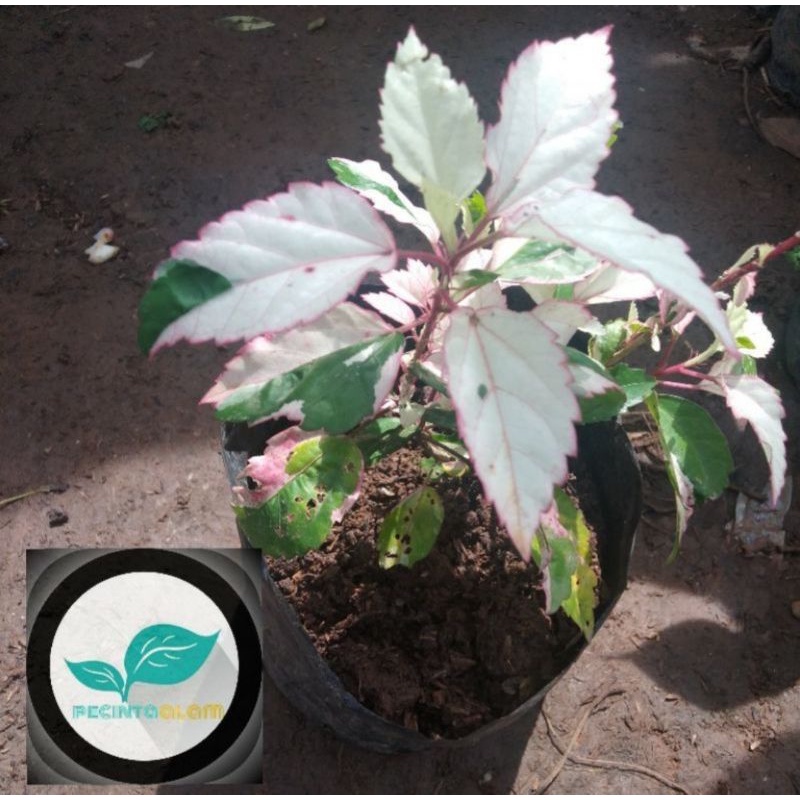 Bibit bunga sepatu variegata/Pohon kembang sepatu variegata