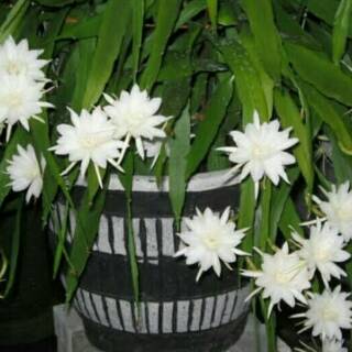 Tanaman Wijaya Kusuma Putih Bunga Kecil Shopee Indonesia Tanaman Wijaya Kusuma Putih Bunga Kecil Shopee Indonesia