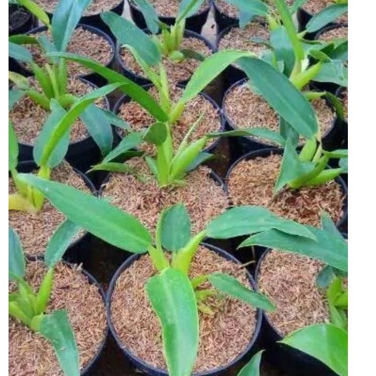 Baru Bibit tanaman pilo katak .