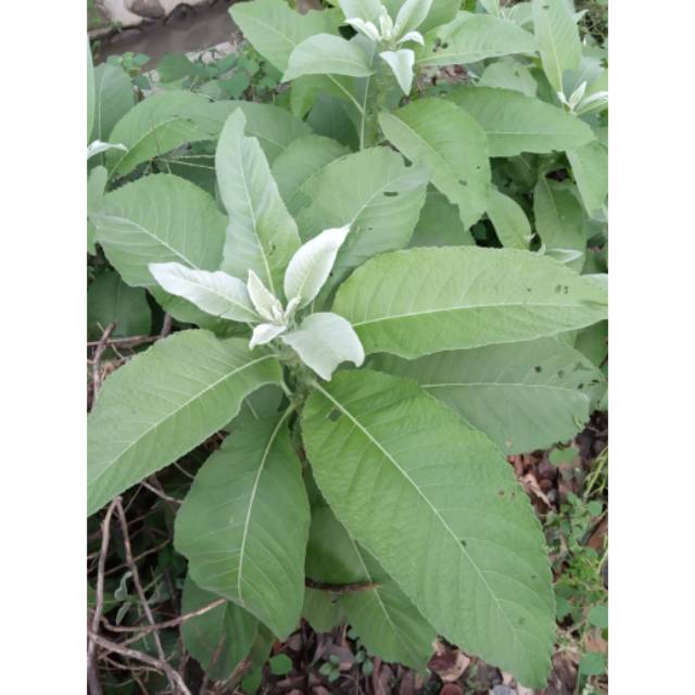 

Daun Sembung Segar