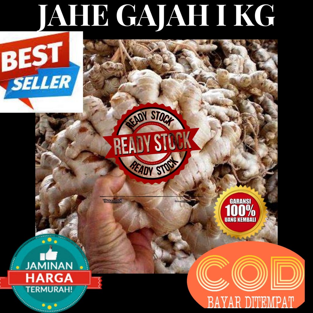 

jahe gajah segar 1 kg PROMO BULAN INI