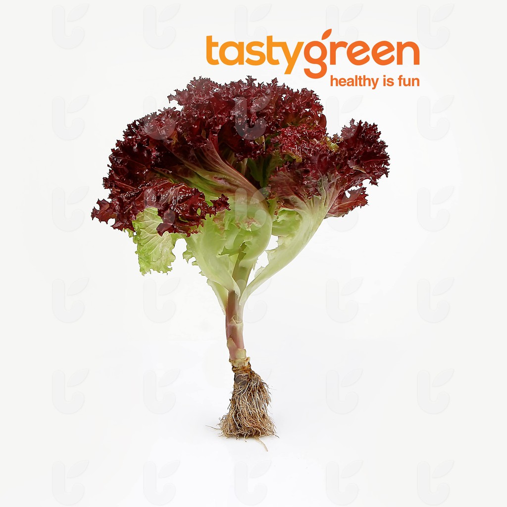 

Tasty Green Selada Lolorosa Hydro 250 g
