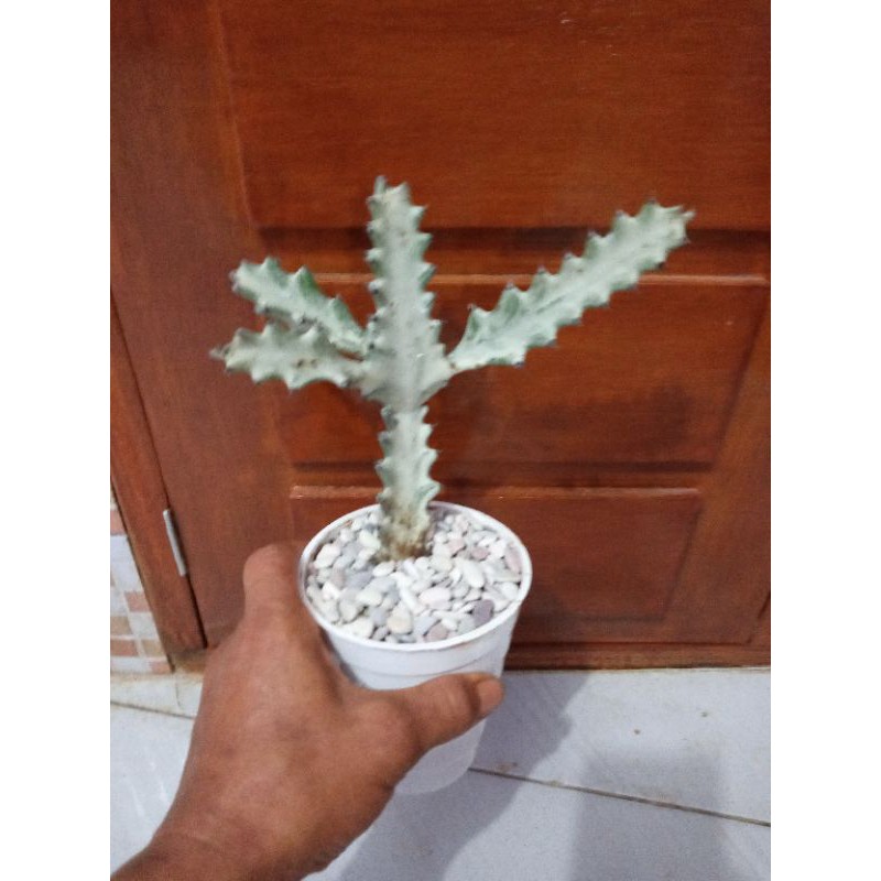TANAMAN KAKTUS OWNROOT TULANG PUTIH/EUPHORBIA WHITE GHOST/DRAGON BONE