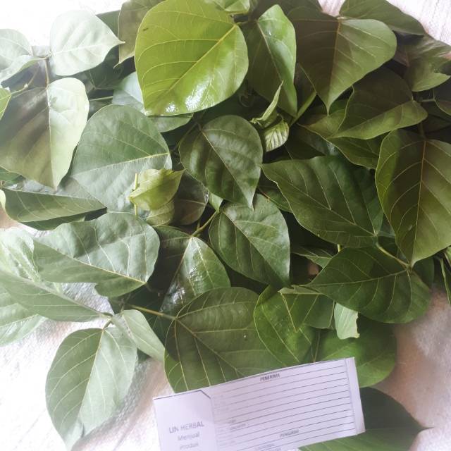 

Daun Dadap Segar Asli-Daun Dadap Duri Fresh