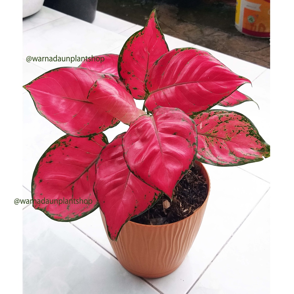Aglonema Red Anjani
