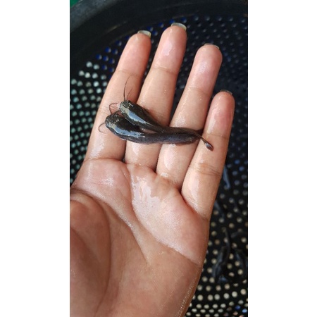 Bibit lele Per 100ekor || Ukuran 4-5 CM || Anak lele/bibit lele || pakan predator