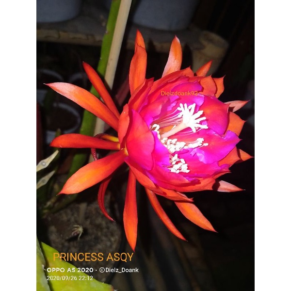 Wijaya Kusuma Hybrid Princess Asqy