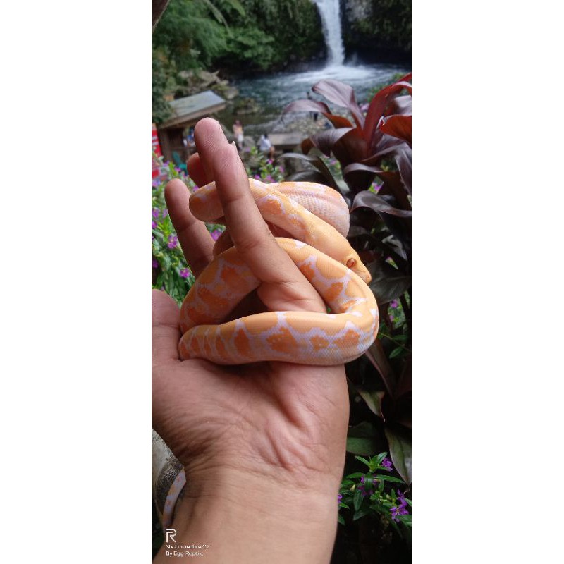 Baby Retic White Phase Albino