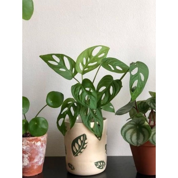 Tanaman Hias Philodendron Monstera Adansonii - Tanaman Hias Janda Bolong - Tanaman Hias Hidup Indoor Janda Bolong