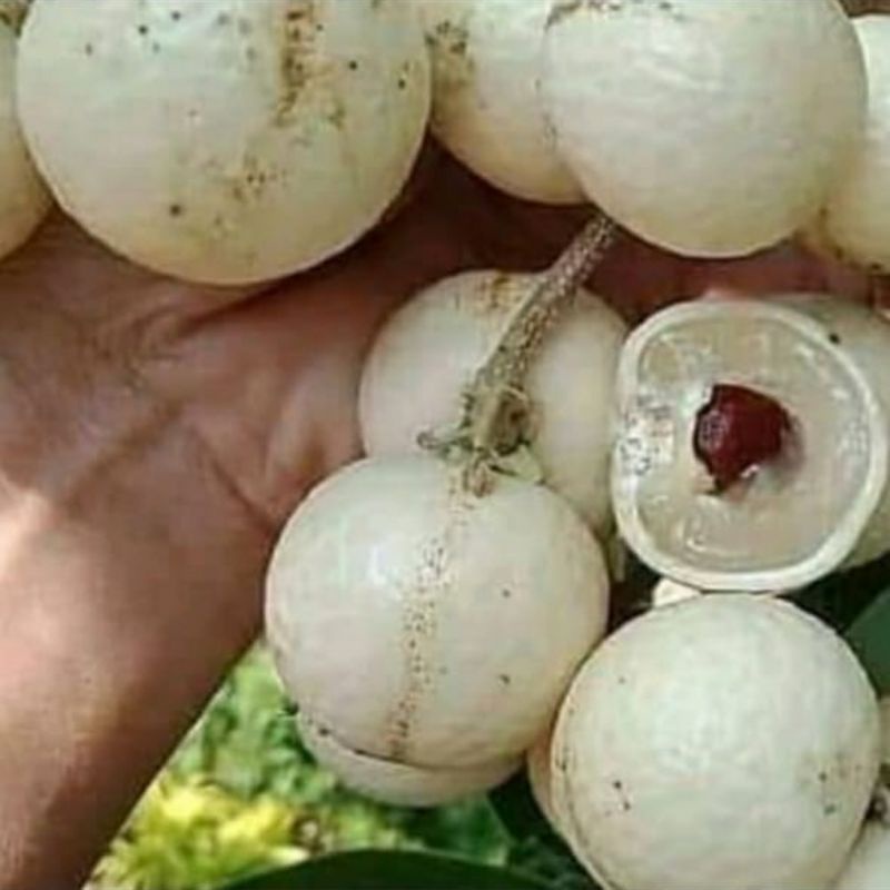 paket bibit kelengkeng ( 3 bibit)