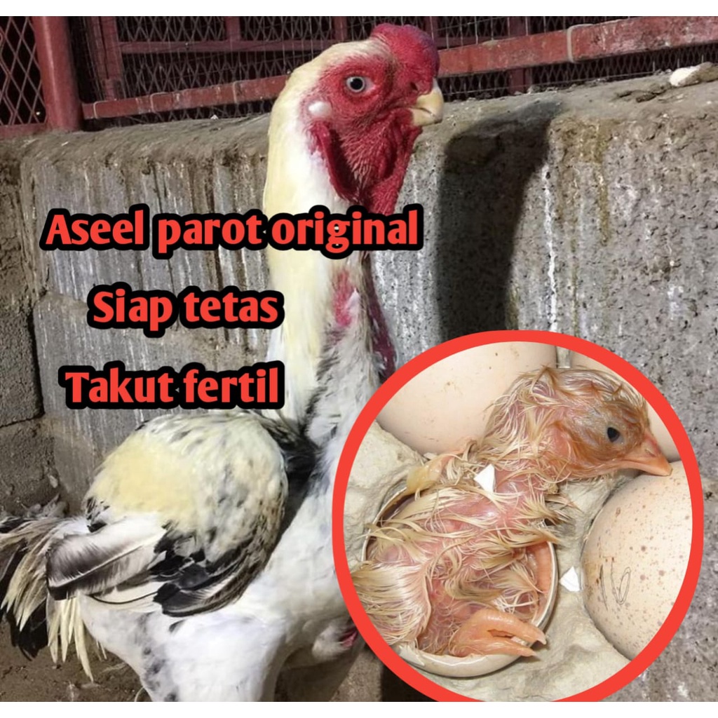 telur ayam bangkok aseel paror original