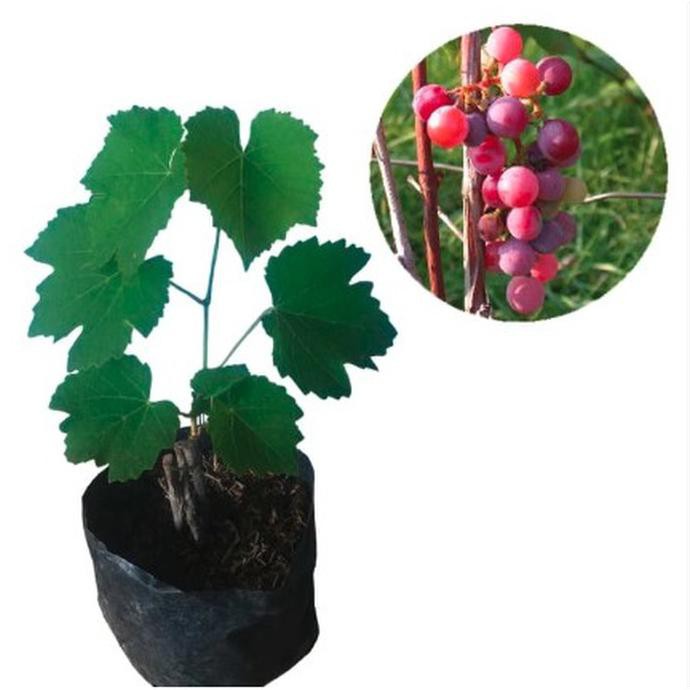 Bibit Tanaman Anggur Merah Ind4K