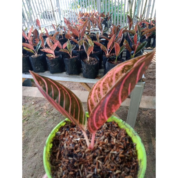 AGLAONEMA RED SUMATERA