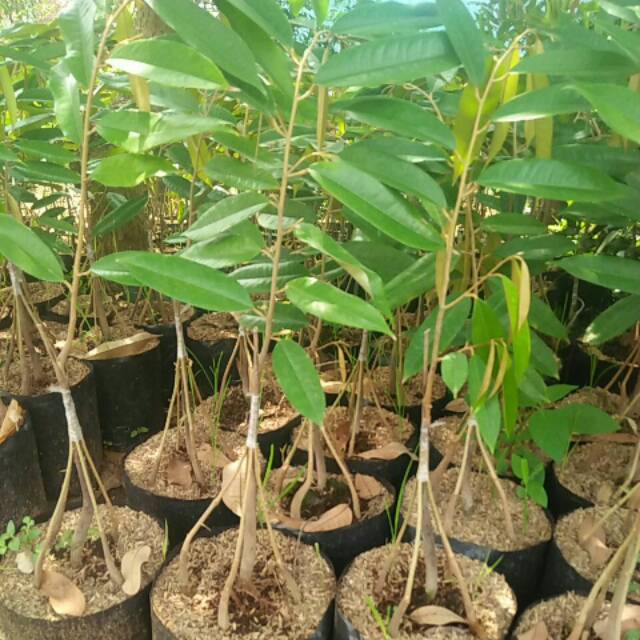 Bibit durian musang king kaki 5