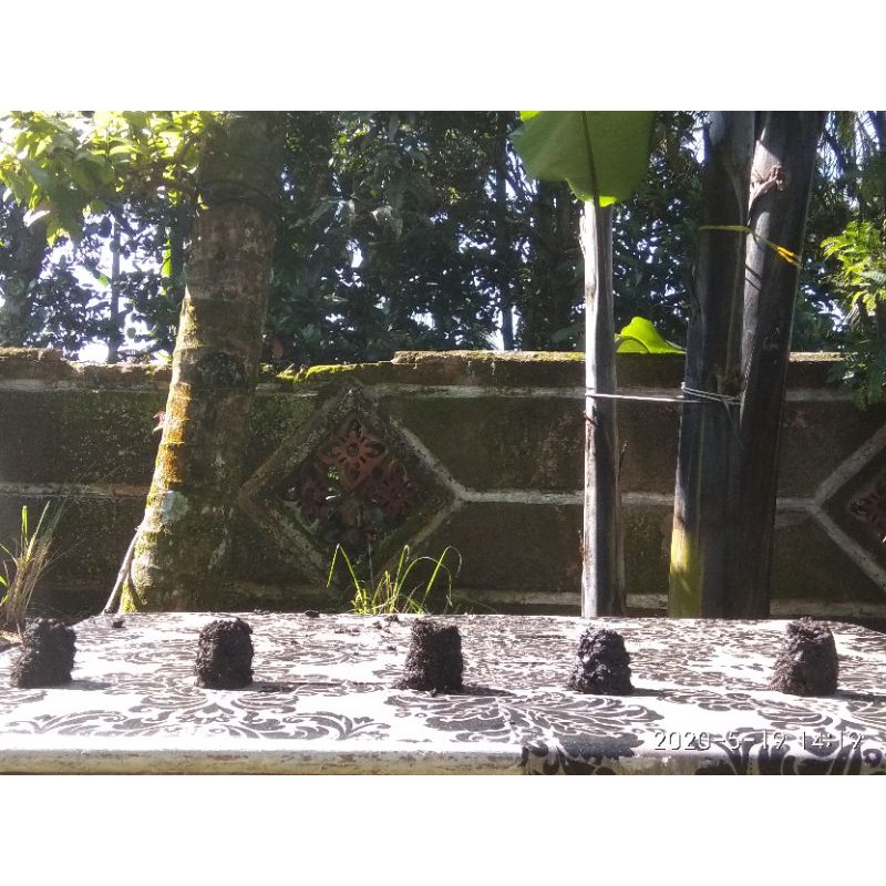 Briket Biomassa Serbuk kayu dan cangkang telur ayam